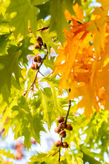 Quercus rubra L., Red Oak in Autumn on the Sky Background
