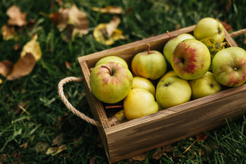 On the grass is a box of apples