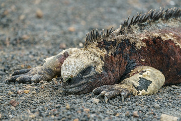 Galapagos Dragon
