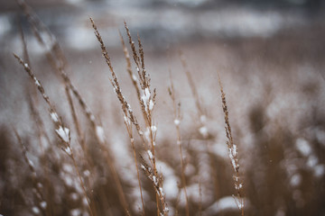 Brown-yellow dry grass covered with white snow close-up. Natural background. Autumn or winter texture.