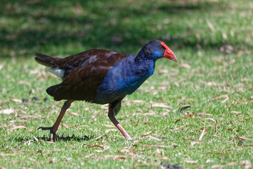 Purpurhuhn