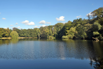 weidenbäume