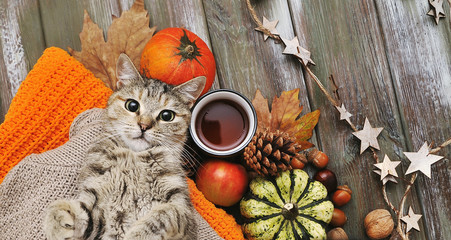 Cute cat, pumpkins, cups, ligts, sweater on autumn background.