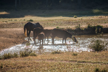 Horses in the grass