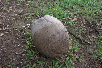 a big coconut on the grass in a park