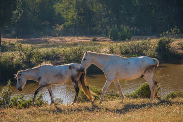 Obraz na płótnie Canvas Horses in the grass