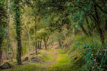 Green nature with blue sky