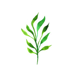 Watercolor hand painted element. Green leaf. Nature detail image for design projects.