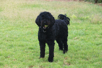 portuguese whater dog on grass