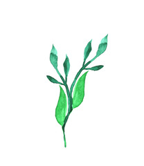 Watercolor hand painted element. Green leaf. Nature detail image for design projects.