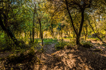 Fototapeta premium Green forest with trees