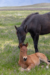 Fototapeta premium Wild Horse Mare and Foal in Spring in the Utah Desert