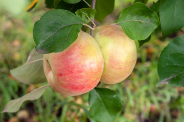 Red Ripe apples on a branch on a background of green foliage. Close-up on a sunny day