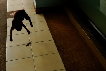 Silhouette blurred motion of a tabby cat jumping up in the air while playing with his prey, a dead lizard lying on tiled floor 
