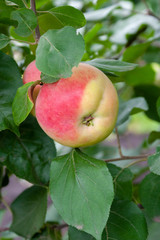 Red Ripe apples on a branch on a background of green foliage. Close-up on a sunny day