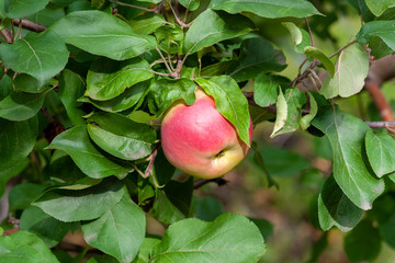 Red Ripe apples on a branch on a background of green foliage. Close-up on a sunny day