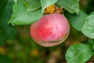 Red Ripe apples on a branch on a background of green foliage. Close-up on a sunny day