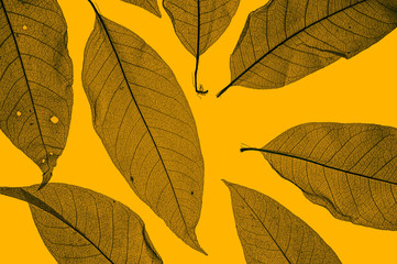Naklejka na ściany i meble Dried leaves skeletons pattern on bold yellow background. Leaf veins structure.