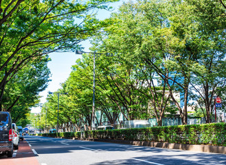Fototapeta premium 東京 原宿・表参道