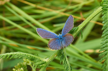 Lovely blue butterfly with orange spots sitting in the grass