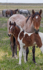 Fototapeta premium Wild Horse Mare and Foal in Spring in the Utah Desert