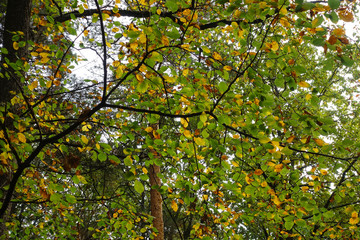 Beautiful autumn multicolored hazel leaves.