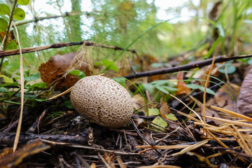 Lycoperdon perlatum. Mushroom raincoat grows in a pine forest among needles