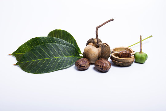 Rubber Seed" Images  Browse 136 Stock Photos, Vectors, and Video | Adobe  Stock