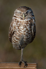 A portrait of a sleeping Burrowing Owl on a perch.
