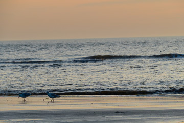 Lachm&ouml;wen Abends am Strand