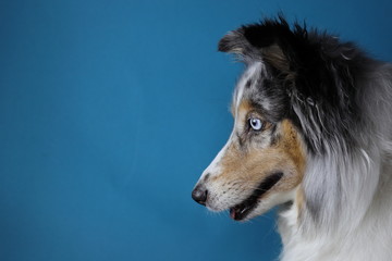 Sheltie
