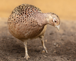 Portrait of a female pheasant in a zoo