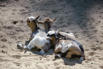 Three baby goat resting on the ground on sunny day in the farm