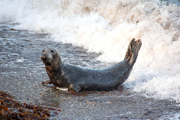 Grey seal out of water