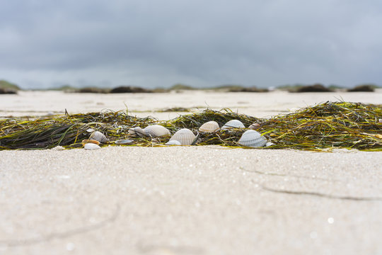 Muscheln am Strand