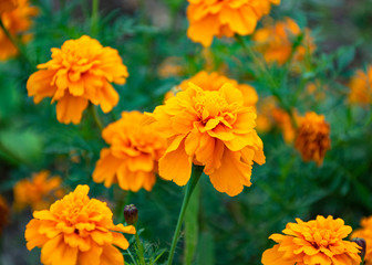 beautiful yellow flower. marigold. flowers for the garden