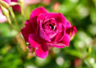 Beautiful red roses grow in the park