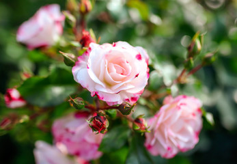 Beautiful pink rose grows in the park