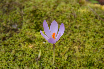 wild autumn crocus purple flower