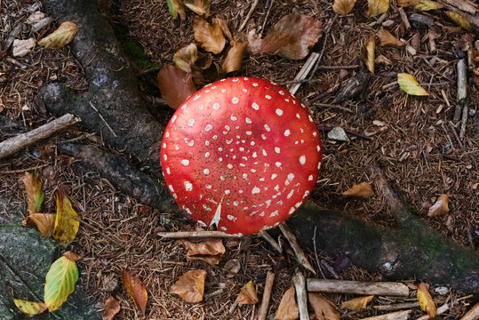 red-white hat of an inedible mushroom Fly Agaric, top view, growing on ground in a forest