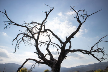 the sun behind the dead almond tree in the beninar area