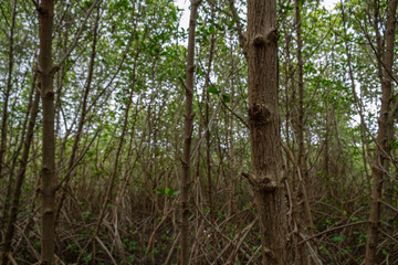 Fototapeta premium trunk of mangrove tree on blurred forest background