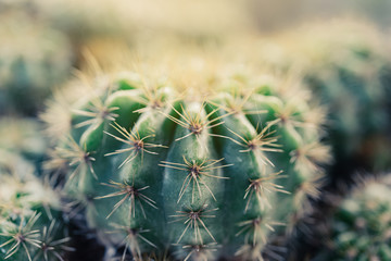 cactus on the plastic pot in the cactus garden desert in springtime.