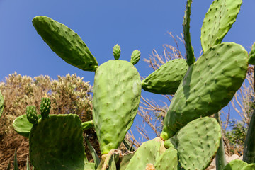 Green cactus in the nature