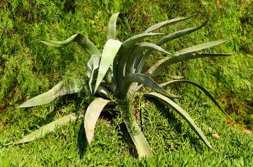 Green cactus in the nature