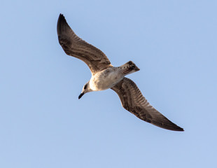 Seagull in flight against the blue sky