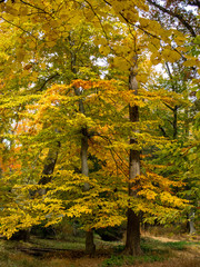 trees with yellow leaves in the woods in the fall