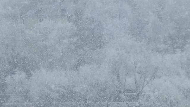 Snowstorm with trees and house in the background.