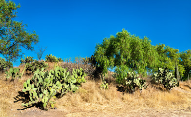 Fototapeta na wymiar Cactuses at Teotihuacan in Mexico