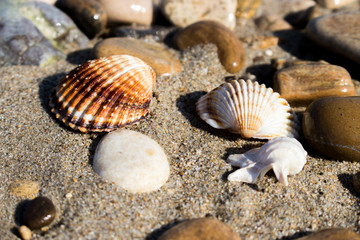 Fototapeta na wymiar the remains of the shells on the shoreline in a late summer morning